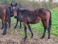 Vente de cheval : LINNE MARIE
